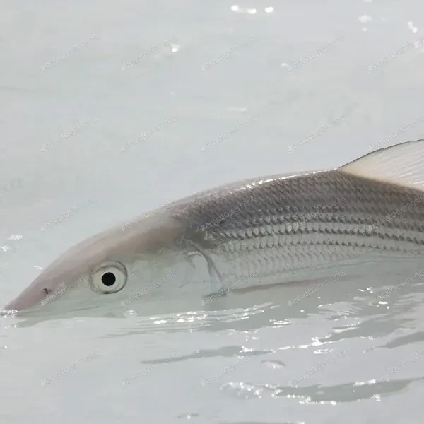 Bone fishing Duty Free Permit Bone fishing Duty Free Permit