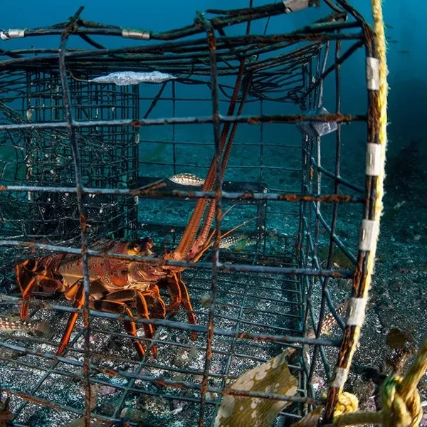 Crawfish Trapping Permit - New Crawfish Trapping Permit - New