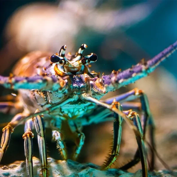 Crawfish Trapping Permit - Renewal Crawfish Trapping Permit - Renewal