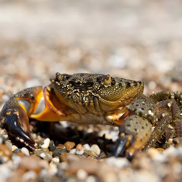 Trap Stone Crab Permit - New Trap Stone Crab Permit - New