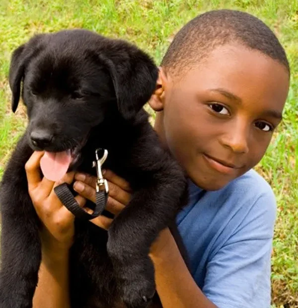 Dog Licence and Registration Dog Licence and Registration