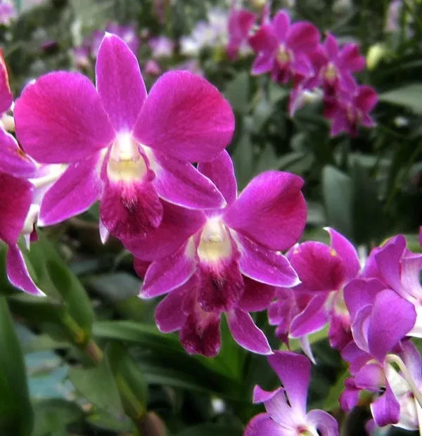 Application for Permit to Import CITES listed plants including Orchids Application for Permit to Import CITES listed plants including Orchids