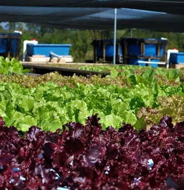 Application to Culture Fisheries Resource / AquaCulture Duty Free Permit Application to Culture Fisheries Resource / AquaCulture Duty Free Permit