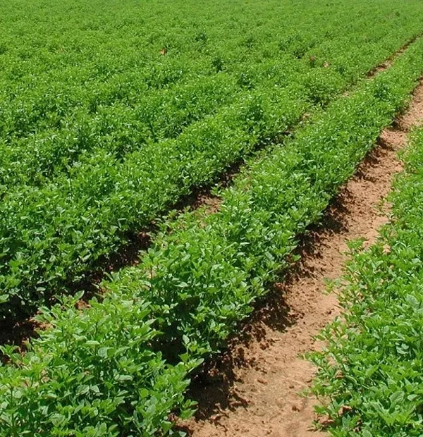 Application for Farm Land Lease Application for Farm Land Lease