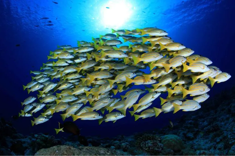 Department of Marine Resources